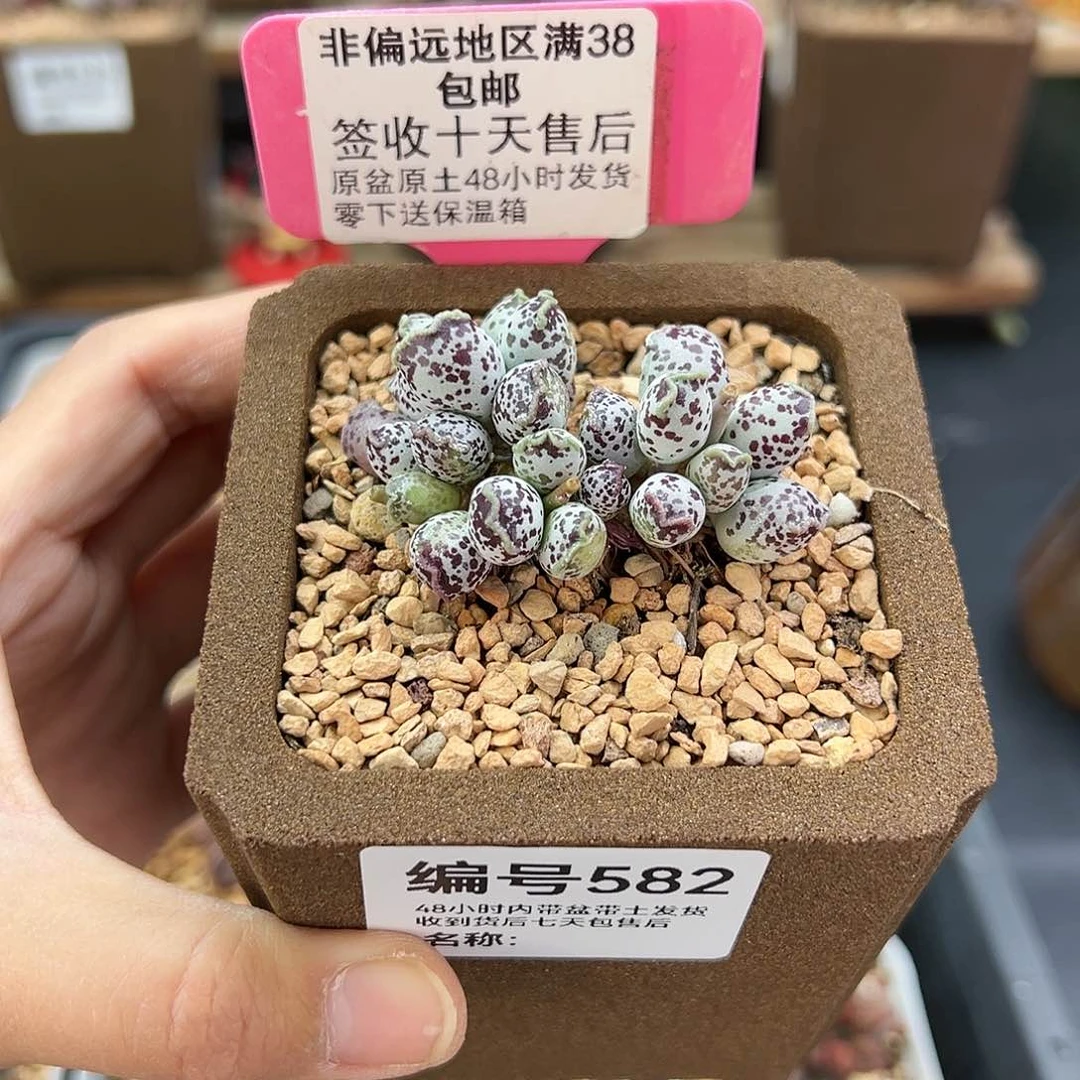 ?****.582达摩海豹多肉