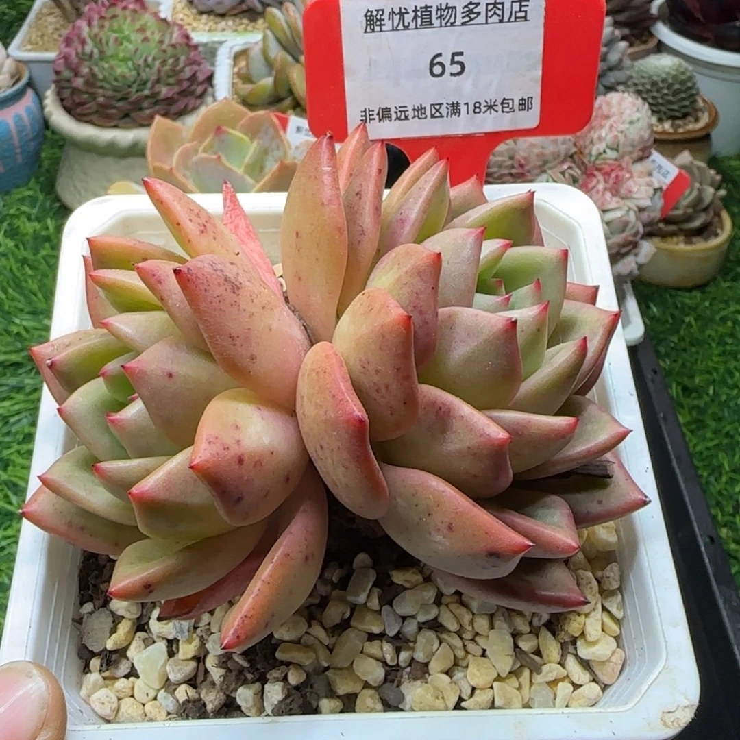 解忧植物多肉编号65