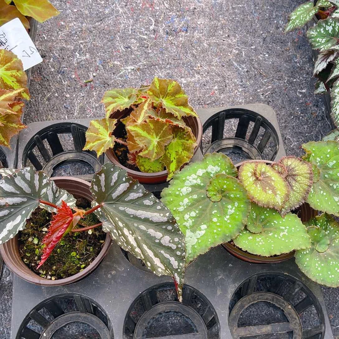 完全开放一物一拍秋海棠3盆孤品