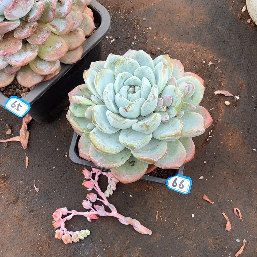 66冰玉 一物一拍多肉