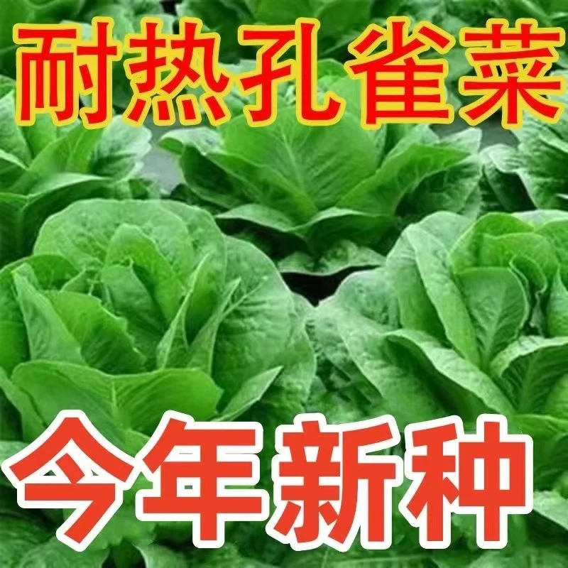 孔雀菜种子正品一年四季种孔雀菜种子盆栽地栽生菜家庭蔬菜种子YL