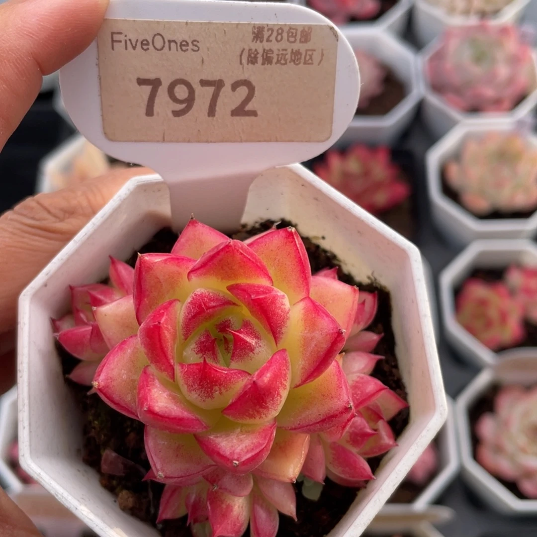 梦幻女王7972-6.0厘米