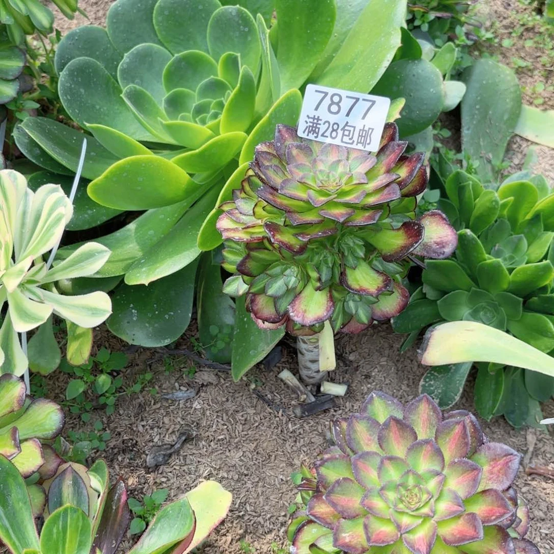 宝*人V 7877海王七彩多肉