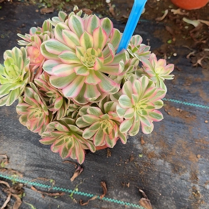 1113倾城多肉哦哦哦哦哦哦