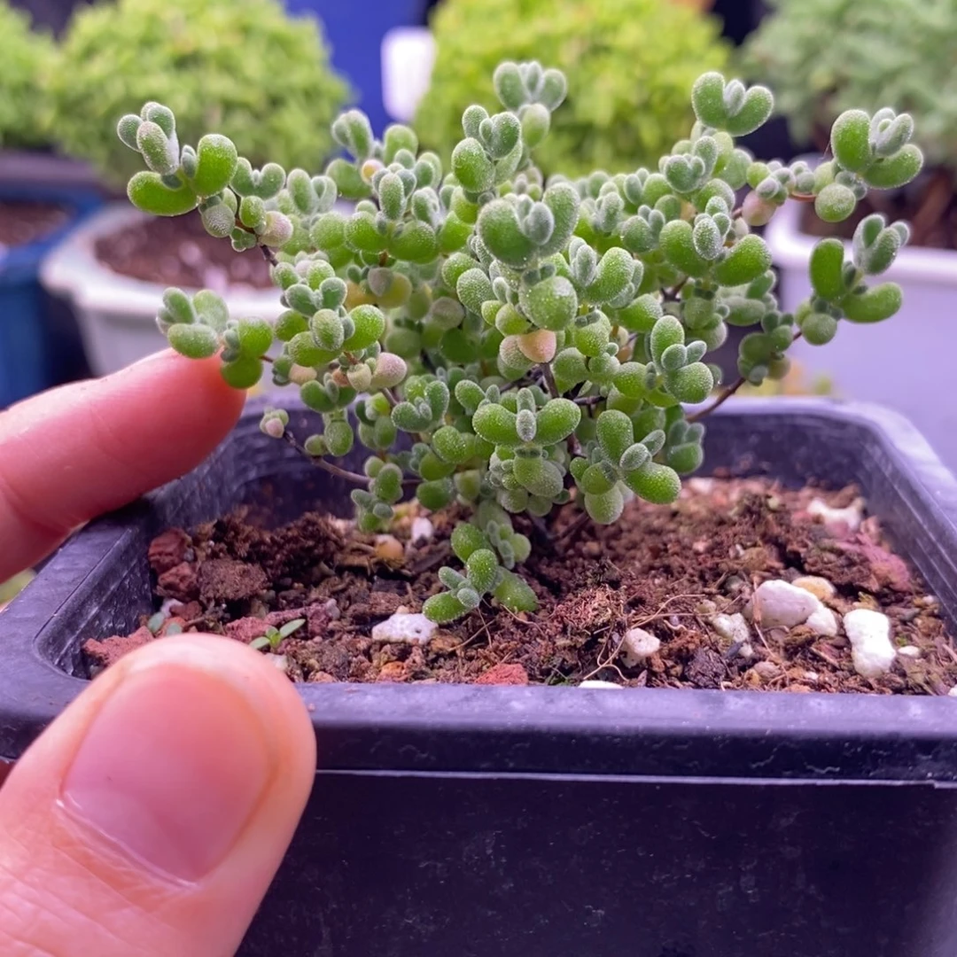 7莱斯福利。   实生。