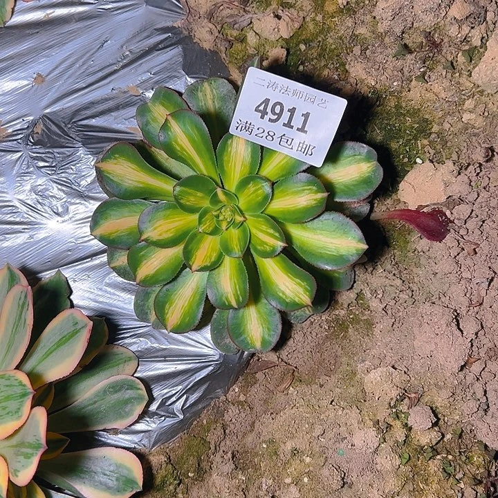 霞*4911幻影多肉植物