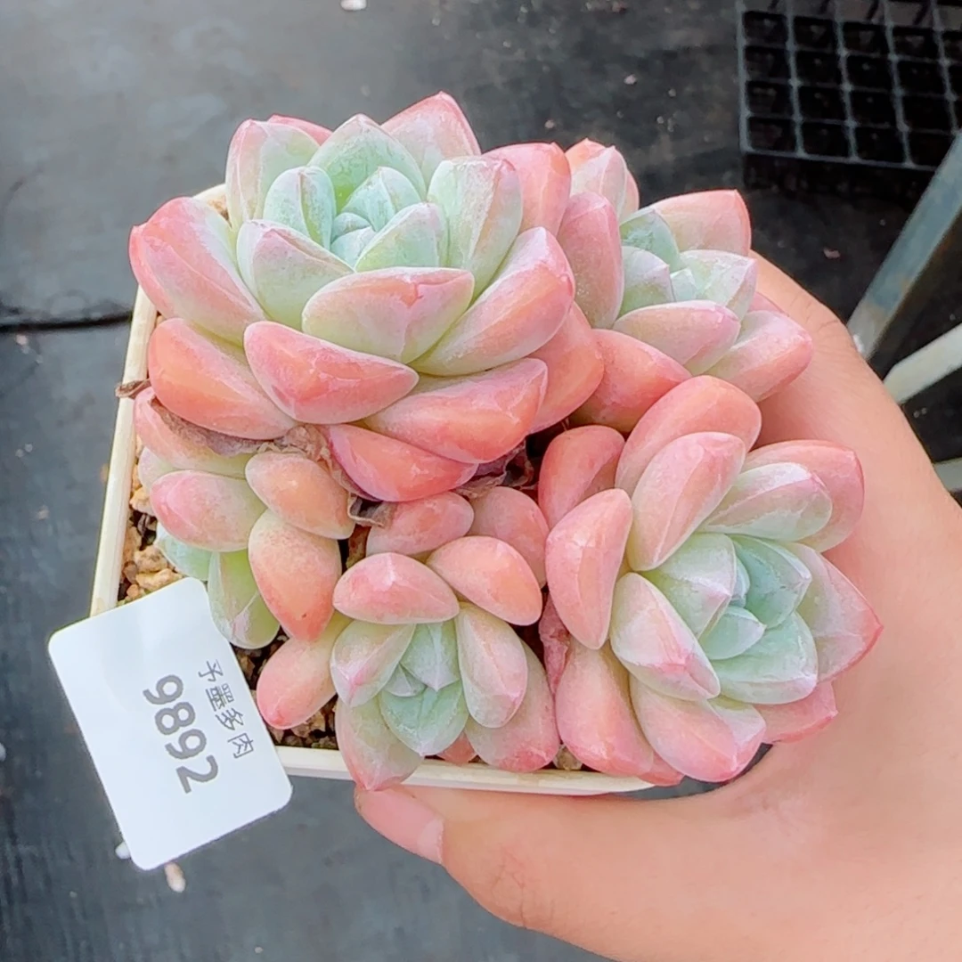 冰玉无砍，9892多肉植物