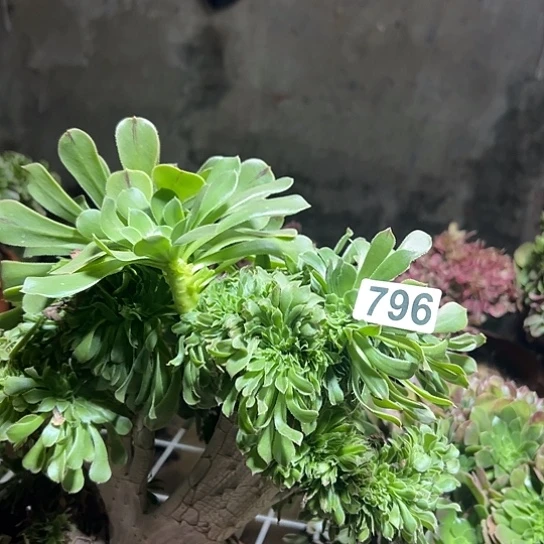 库***格多肉植物一个妖796