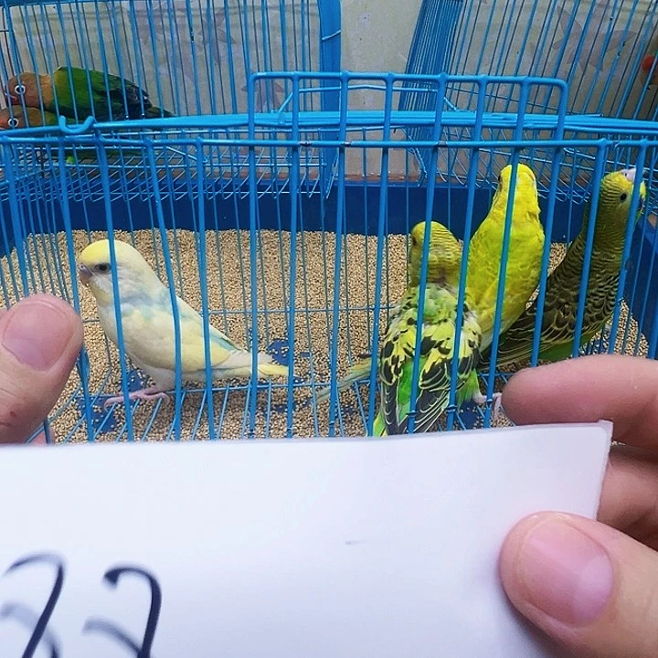 虎皮鹦鹉虎皮鹦鹉四只88米