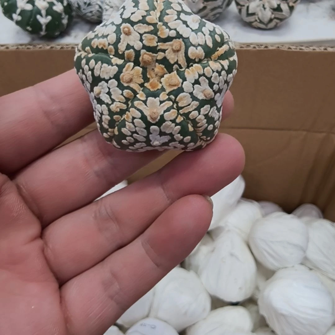 ****哈五棱五角星海星V兜