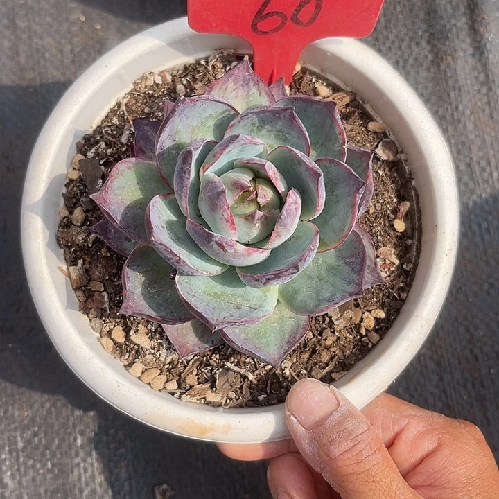 晨语多肉，一物一拍惊鸿60