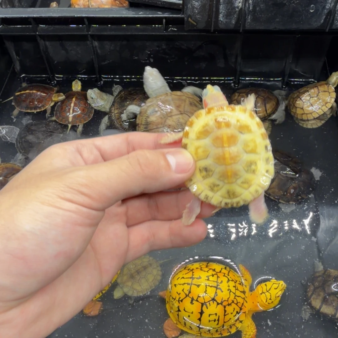 宠物龟不分公母悖论