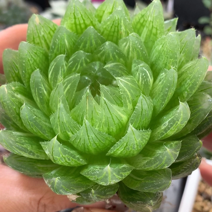 樱水晶玉露锦带盆土