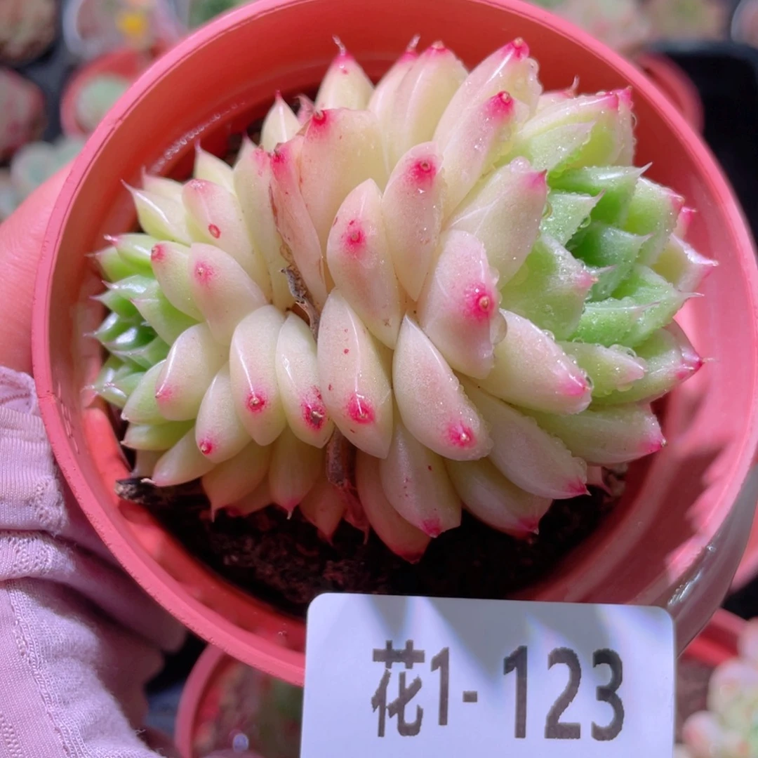 花利美1-123麦秆