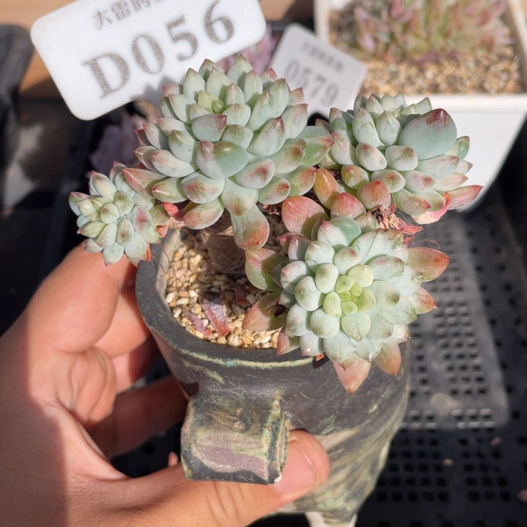 056蓝苹果石化锦不带盆10厘米