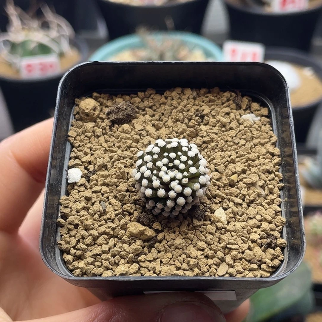 松针牡丹带盆土包邮