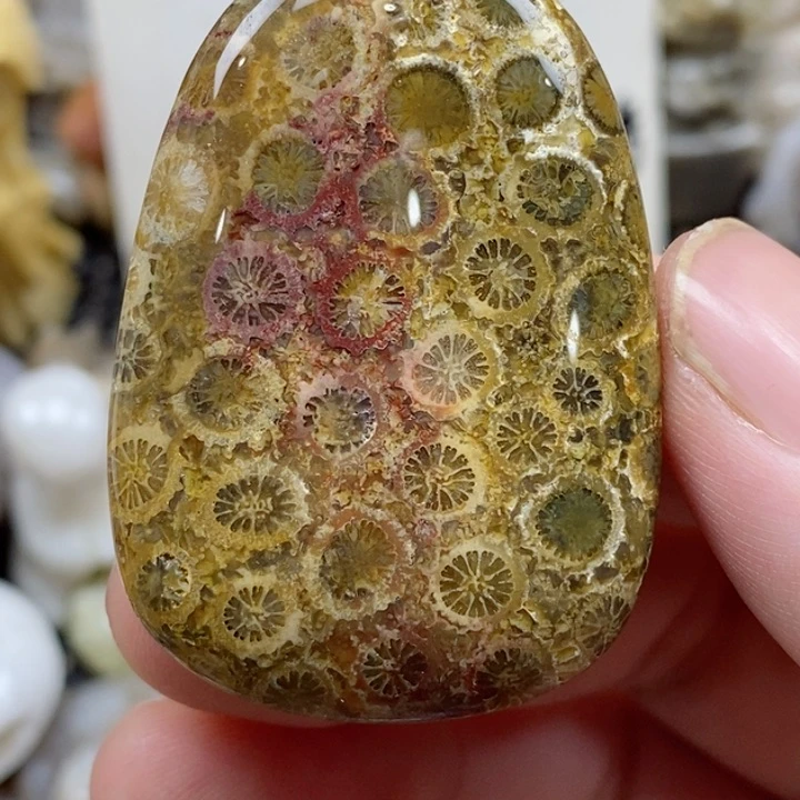 颈饰未镶嵌硅化珊瑚（珊瑚玉）