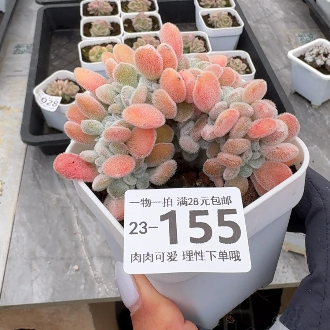 雪晃星缀化无无盆发货