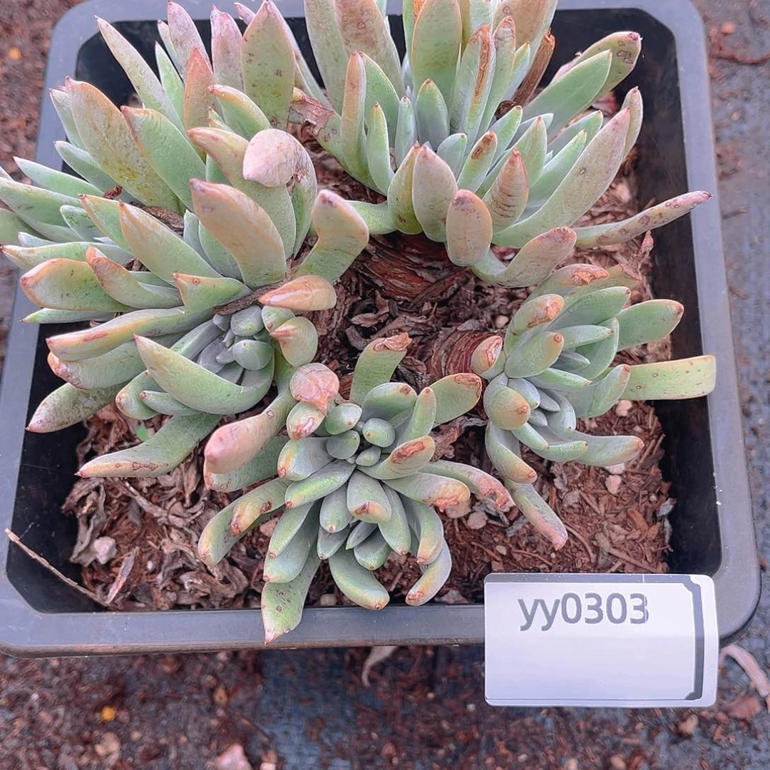 老桩仙女杯yy0303