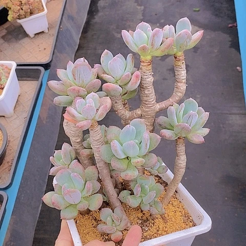 1348多肉植物老桩