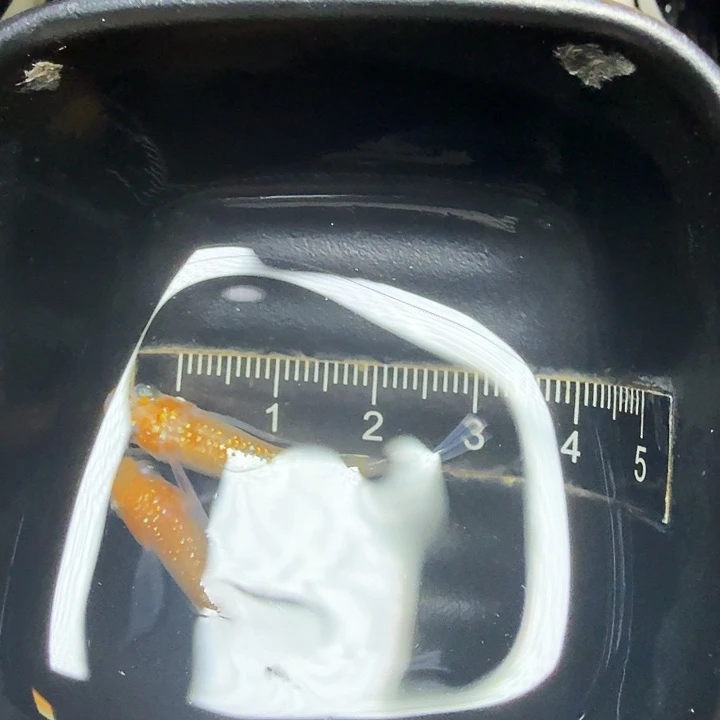 青鳉鱼99号拍品长鳍王华