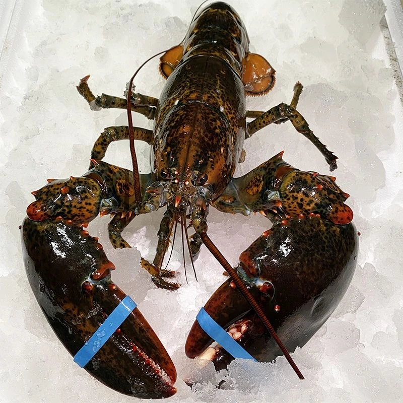 冰鲜加拿大波士顿龙虾 上海发货江浙沪以外低温冷冻发货保鲜保肥M