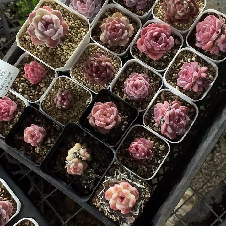 木*果糖心混一物一拍057