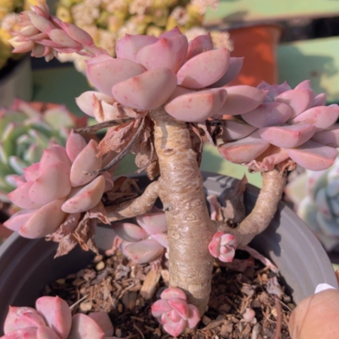 【闪购商品】红粉佳人多肉02138