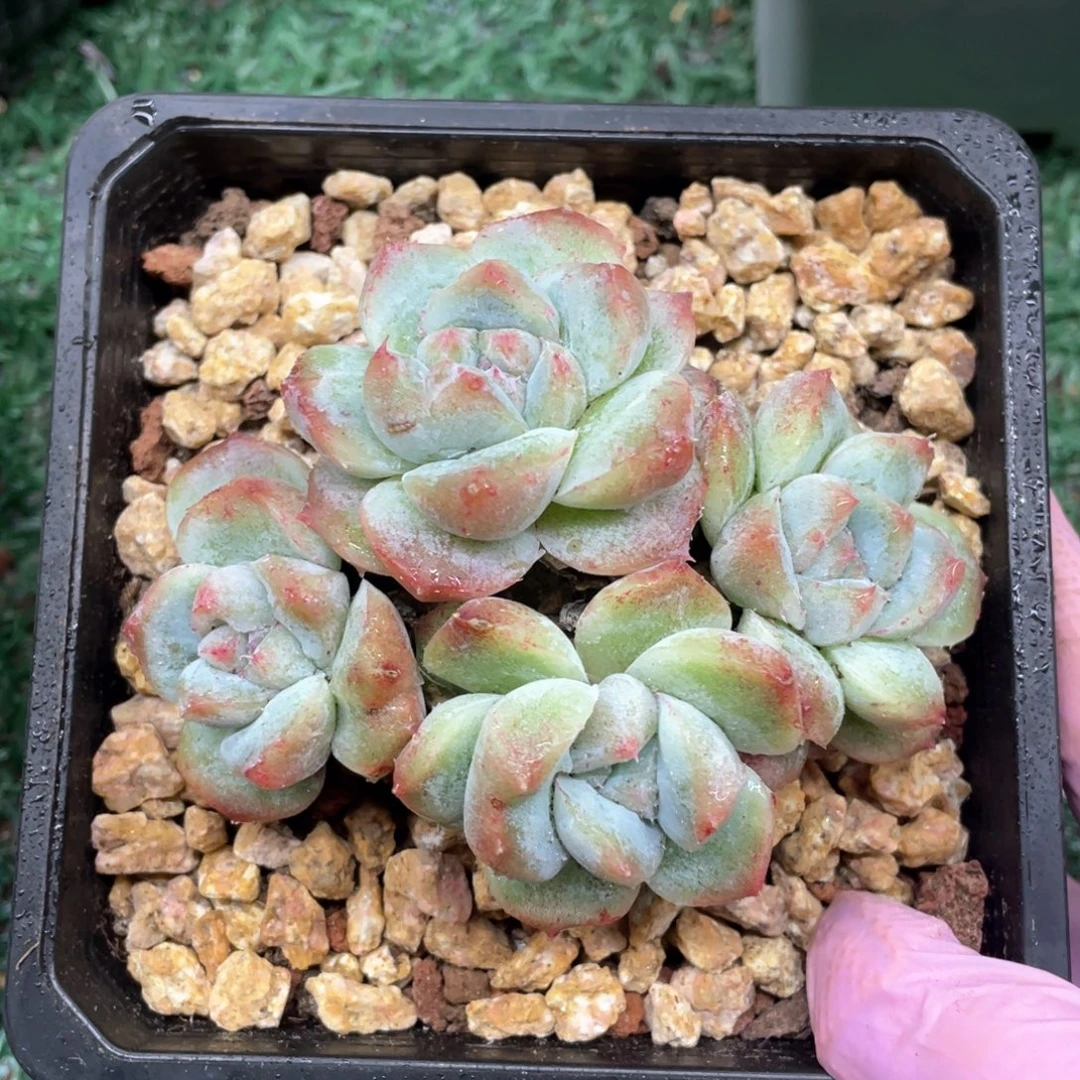 佳人石化一物一拍28包邮非偏远