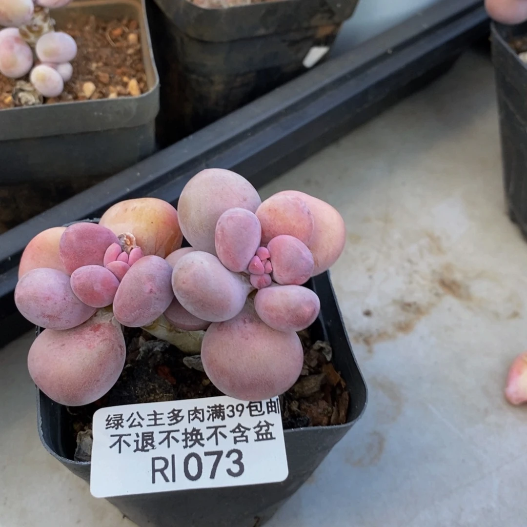 073彩虹奶多肉5c m