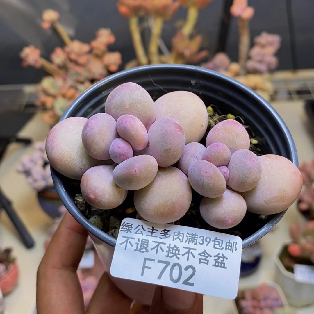 702蛋黄奶多肉6c m