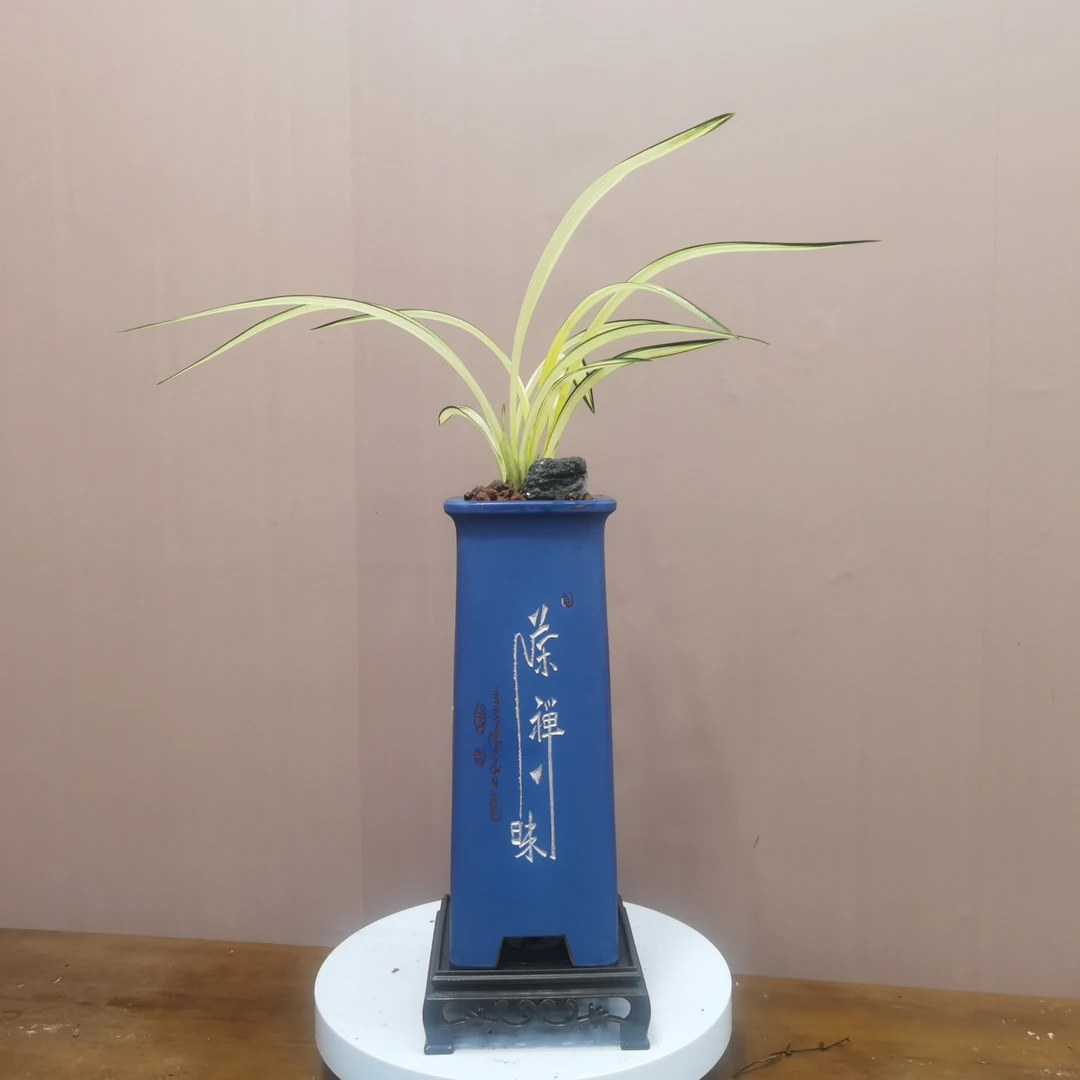 （寒兰墨兰中透艺兰阳牡丹）浓香家庭客厅茶室高档手绘盆栽禅意原盆