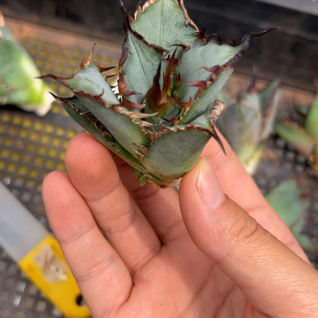 龙舌兰仁王冠芽子