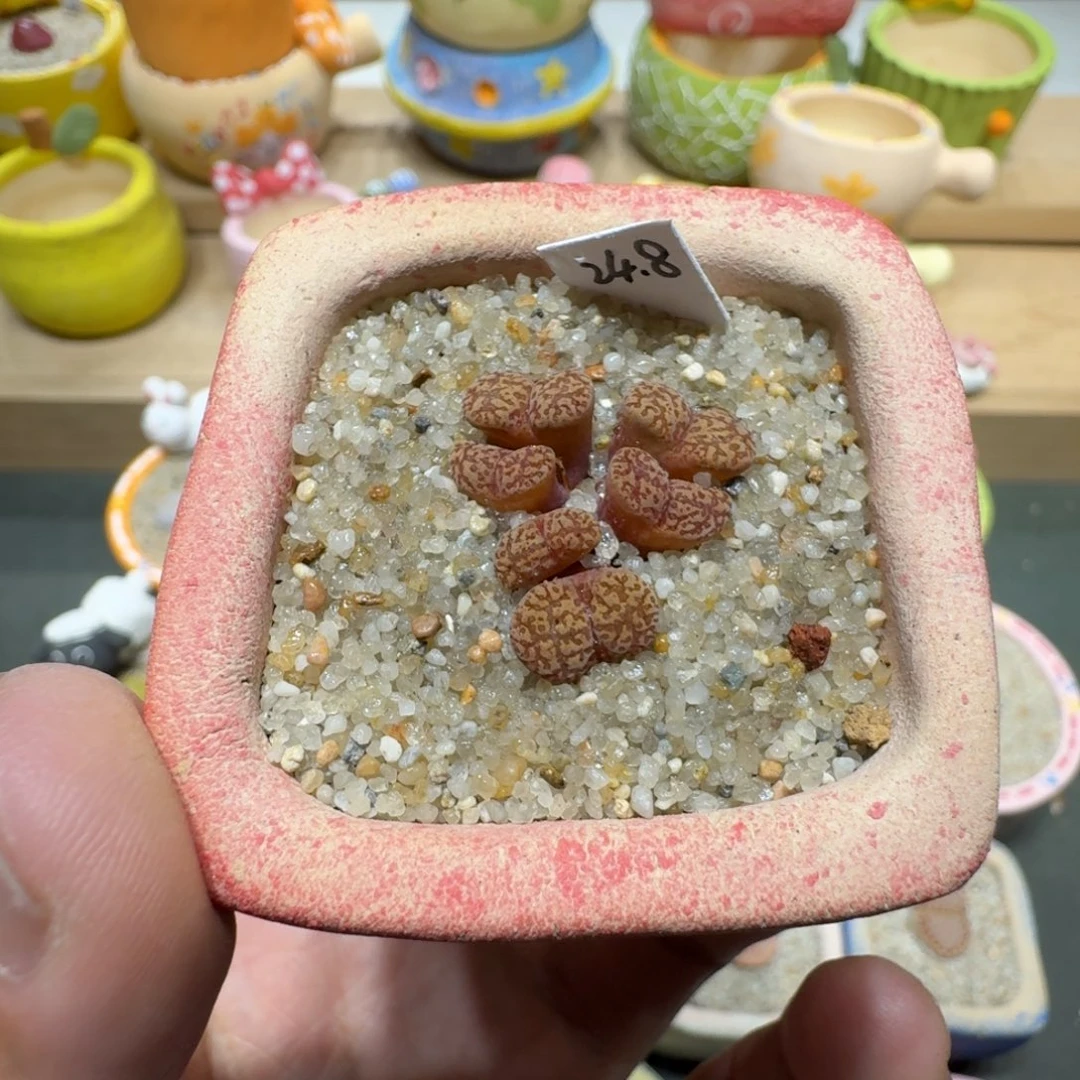 蘑菇307鸟哈尼鸟哈尼