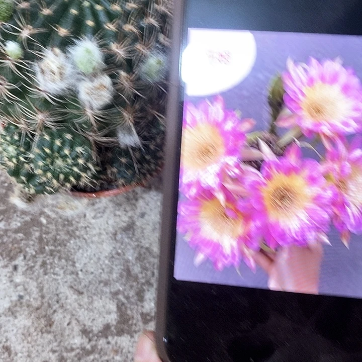 汤姆丽花，25789000