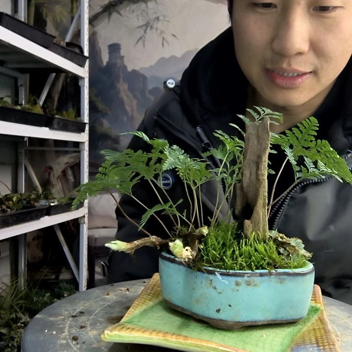 布**噜小盆景小植物一物一拍152