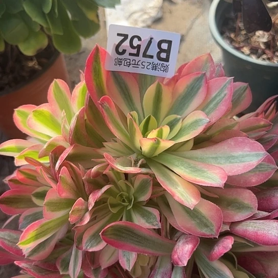 隔*区多肉植物一个