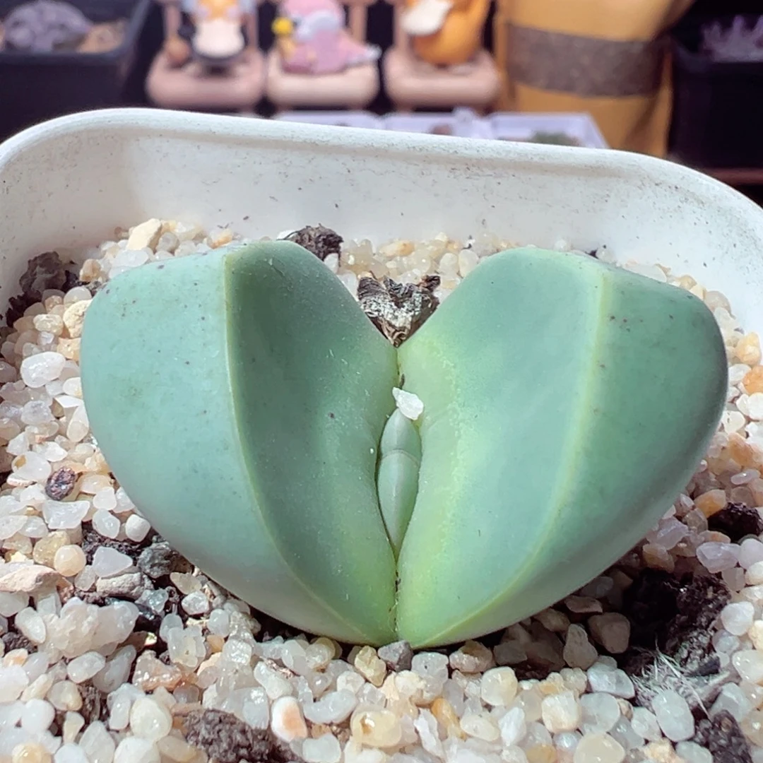 1125-424多肉多肉大金玲