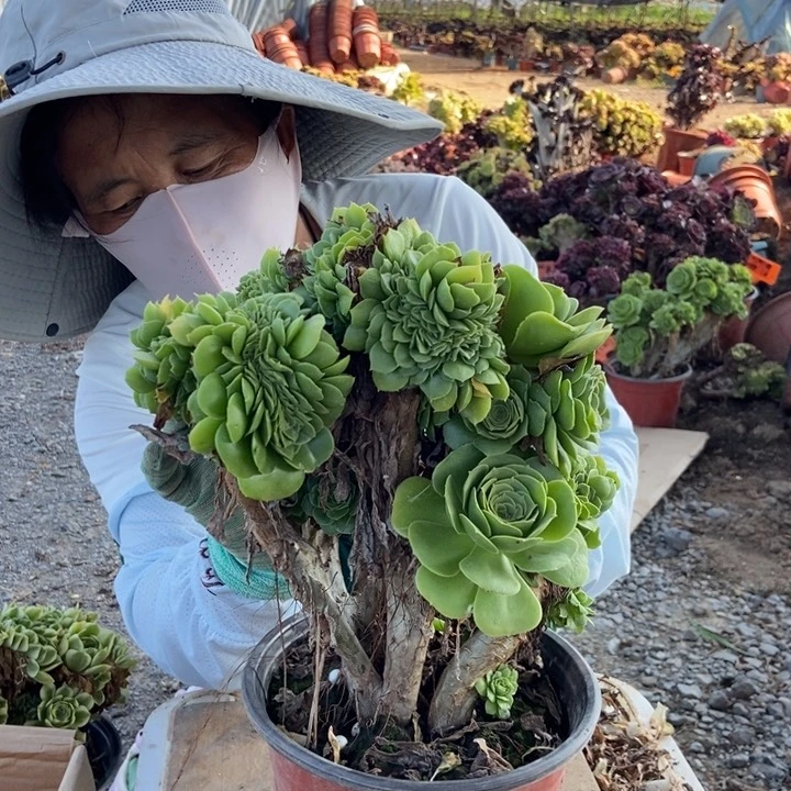 T***.652绿羊绒缀化老桩老桩