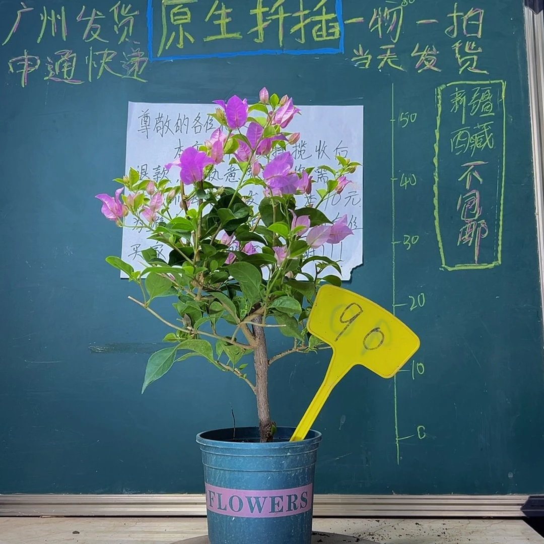 当前无花栽培后可以开花巴西紫 90
