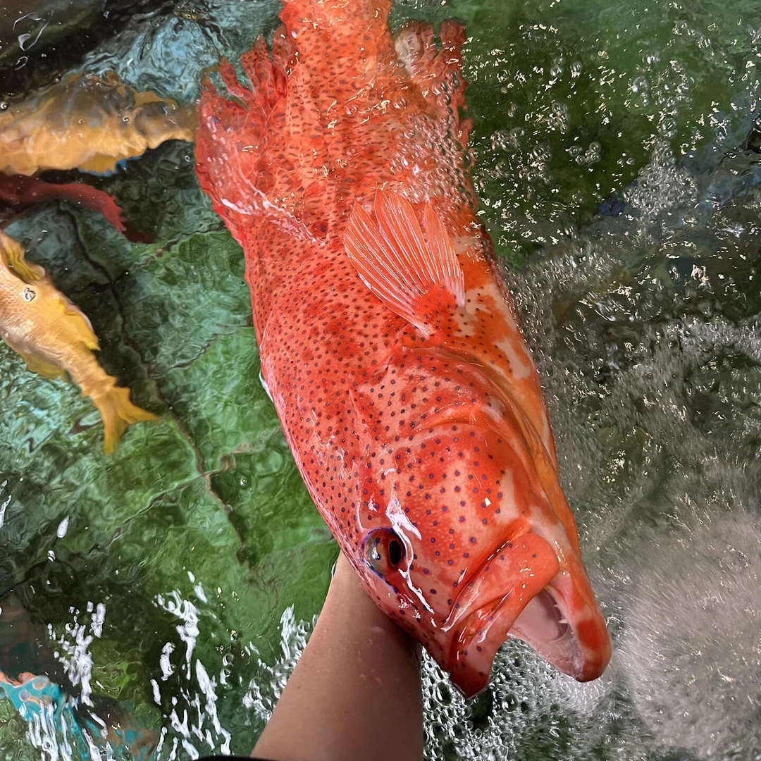 《鲜活》东星斑1.5斤左右默认宰杀发货海鲜