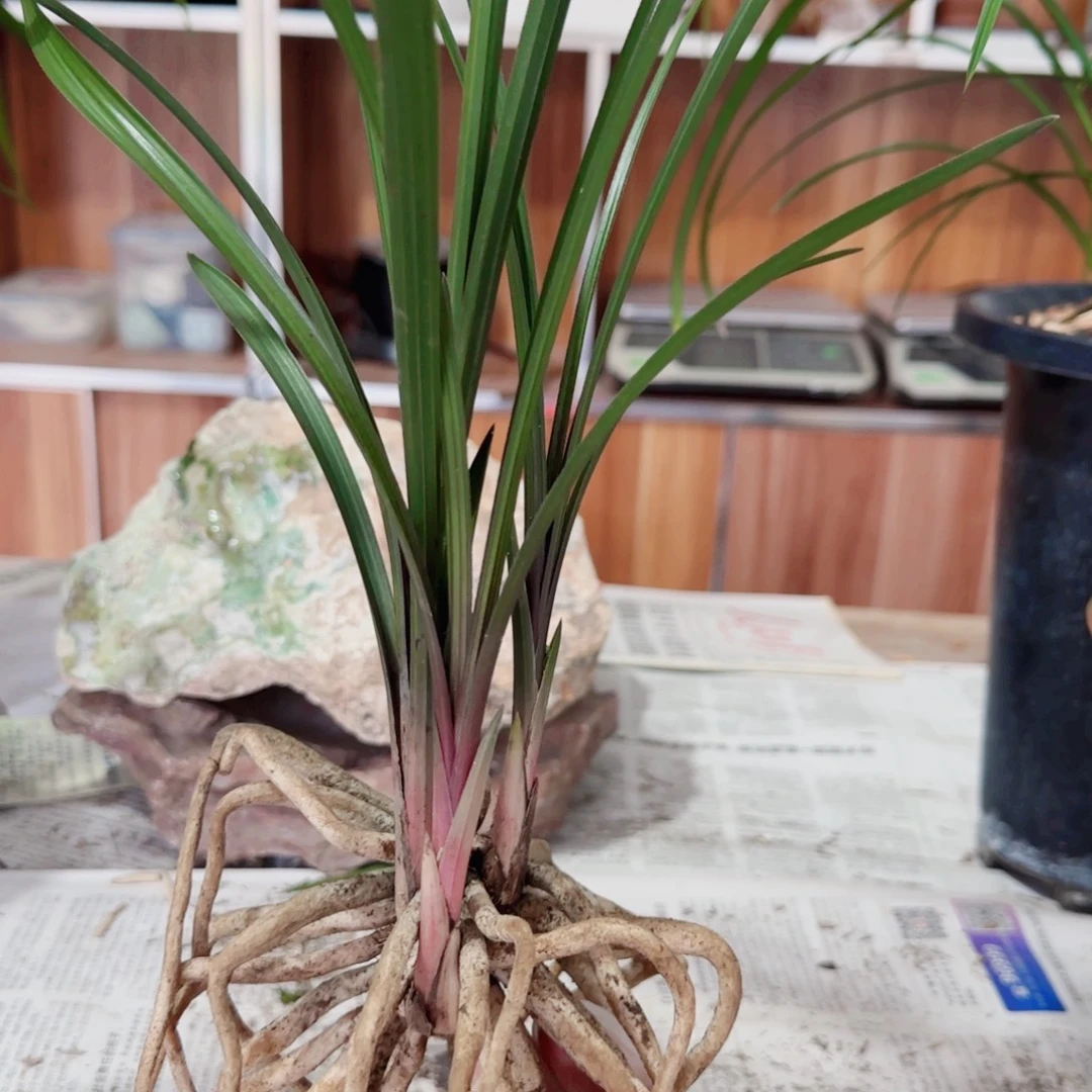 玲***翠当前无花栽培后可以开花