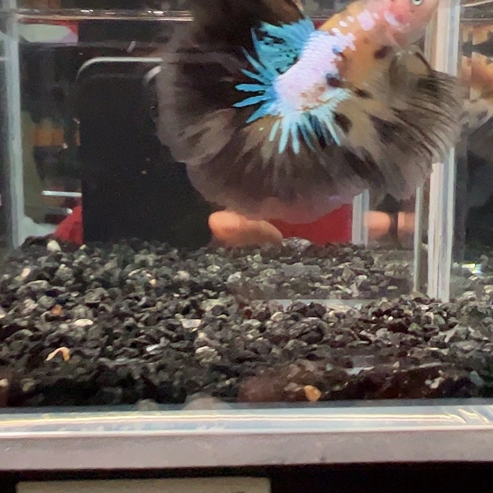 斗鱼一单包邮30日81