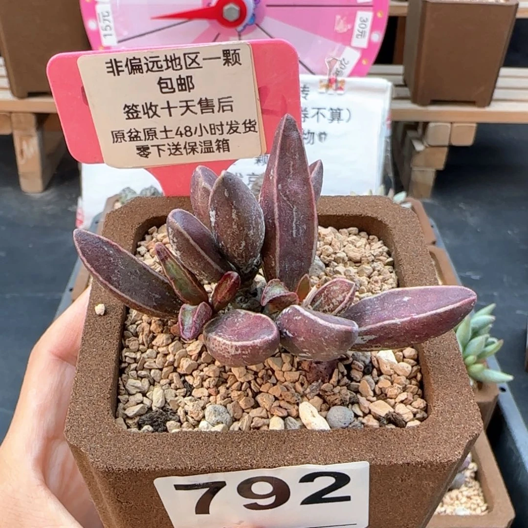 792黑肌楞叶多肉