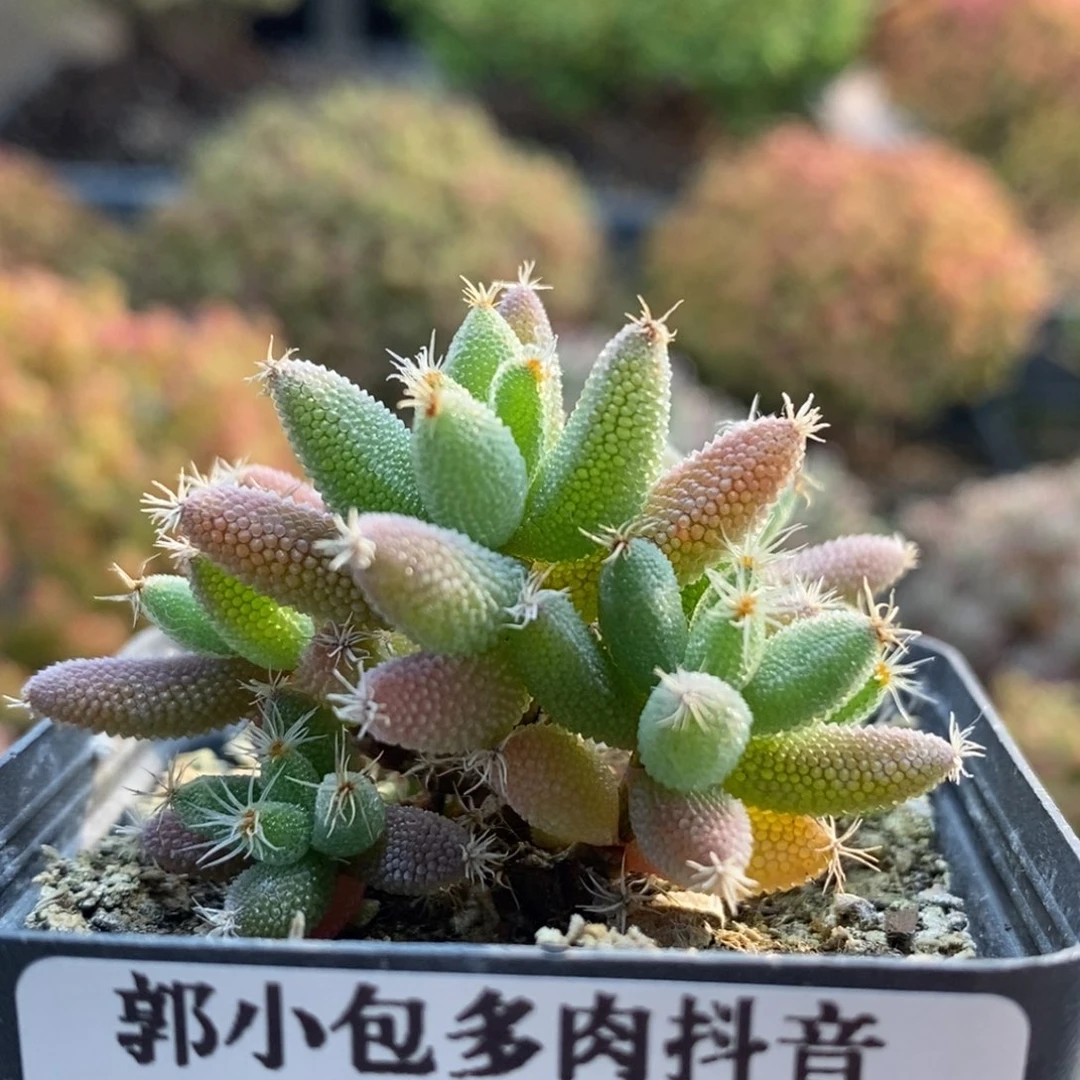 实生玉米6047枝干番杏