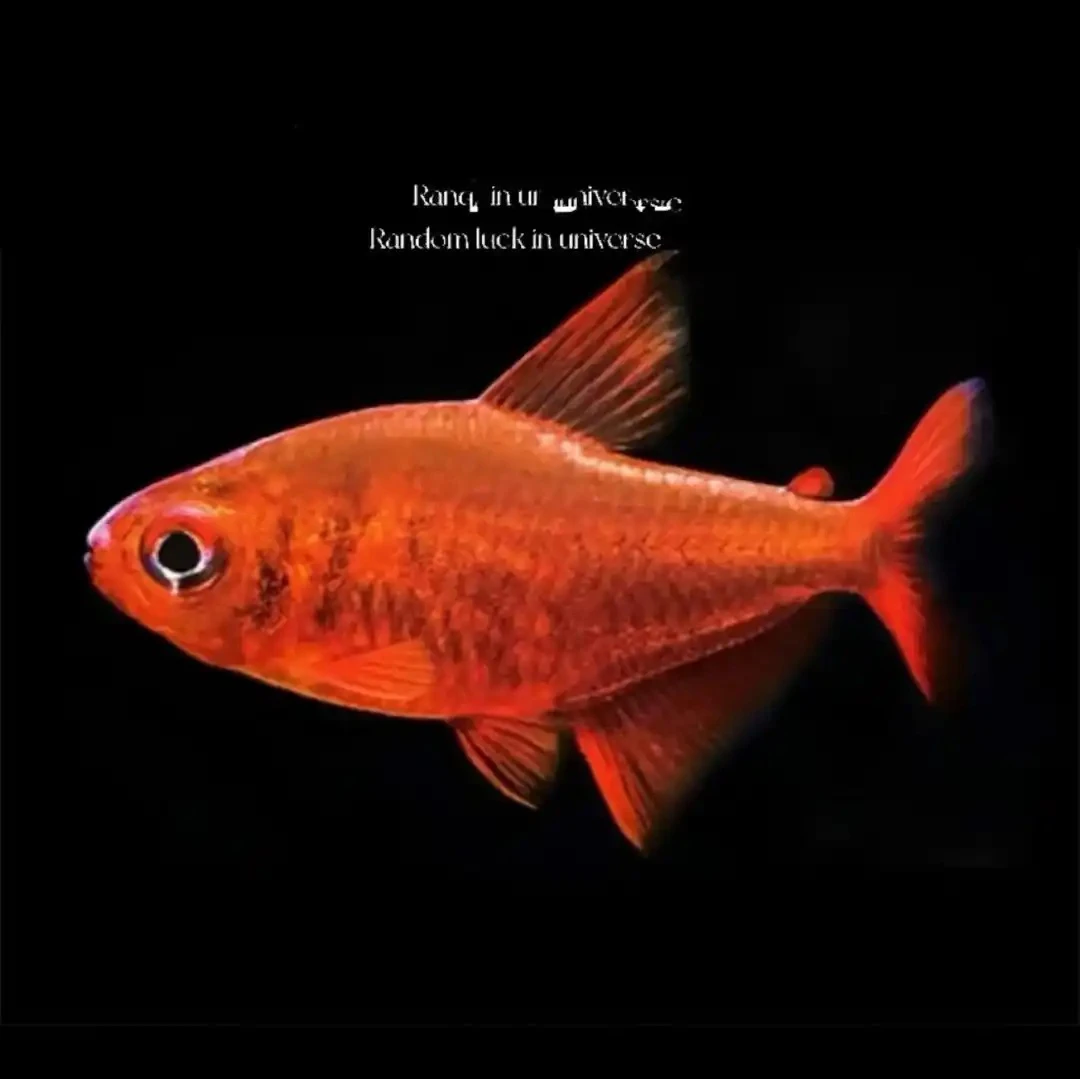 甜心柠檬灯鱼热带鱼群游鱼灯科鱼