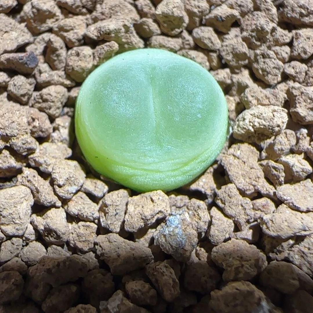 肉锥多肉植物组合-sh1200拉登501