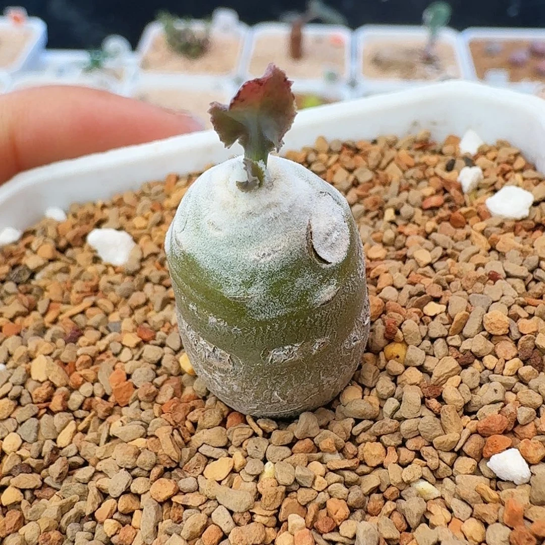 多肉植物美露厚墩菊85