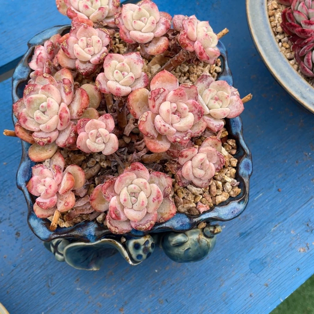 豆总多肉千山雪群