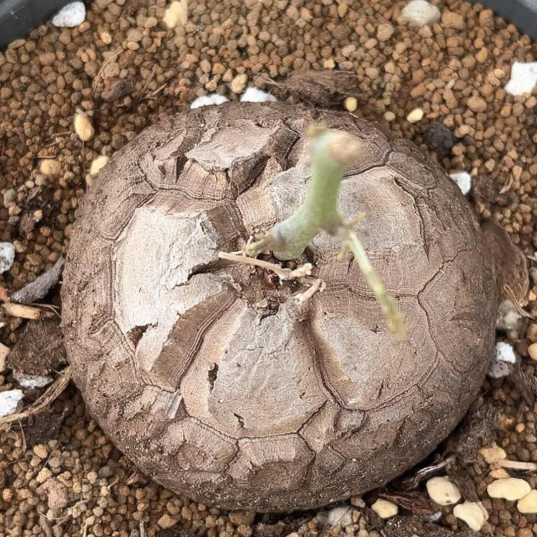 潮流植物 龟甲龙 9041